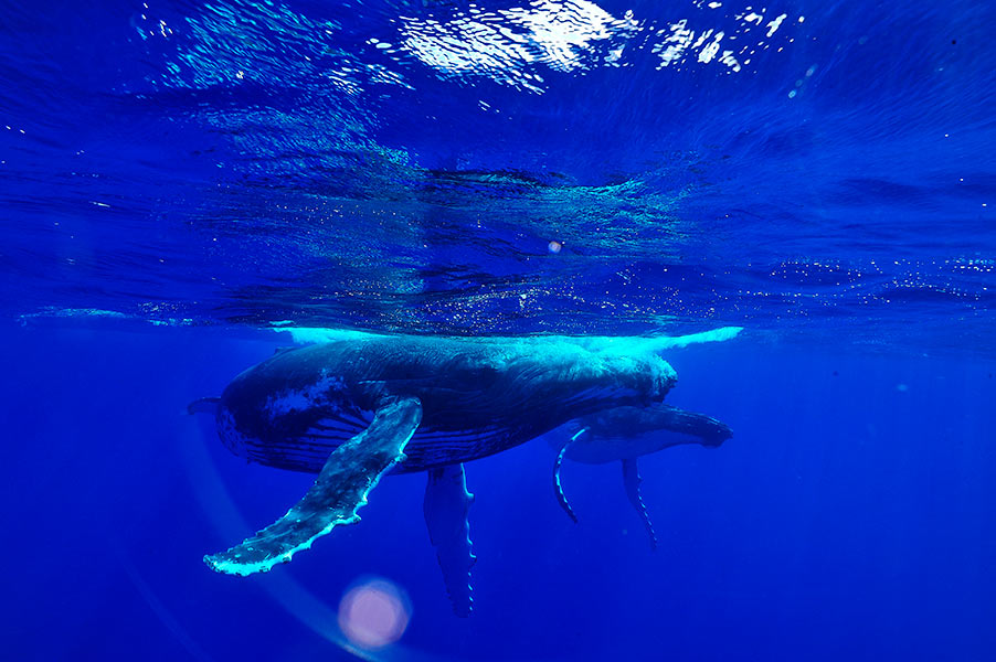 Croisiere Tahiti Baleine 1
