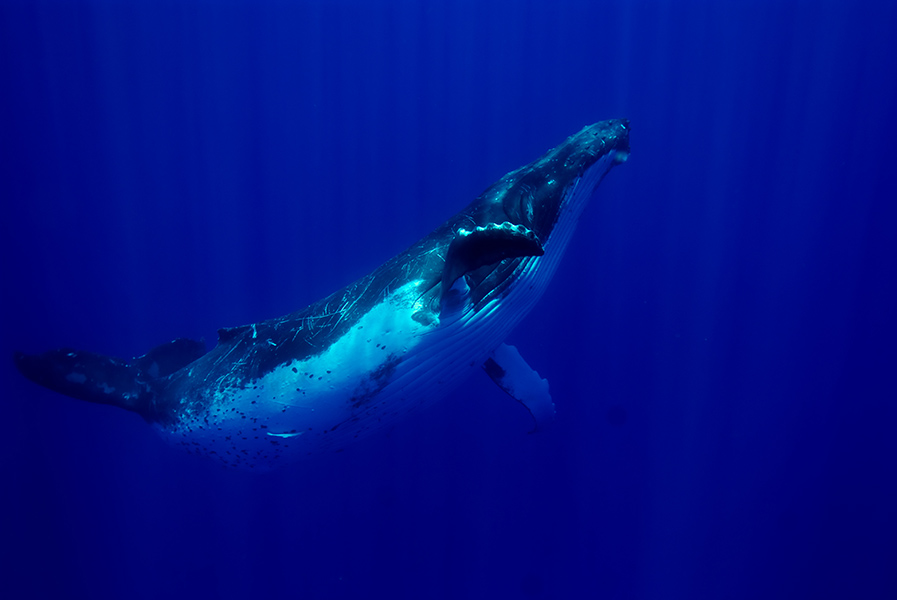 Croisiere Tahiti Baleine 2