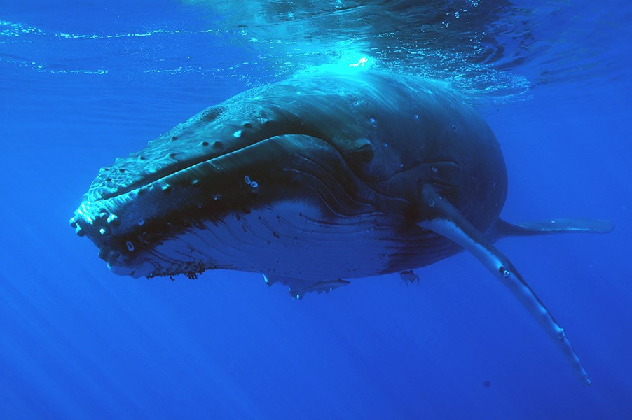 Croisiere Tahiti Baleine 3