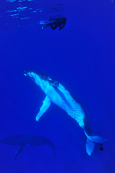 Croisiere Tahiti Baleine 5