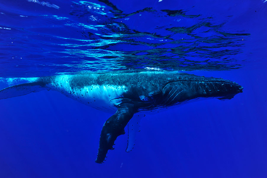 Croisiere Tahiti Baleine 7