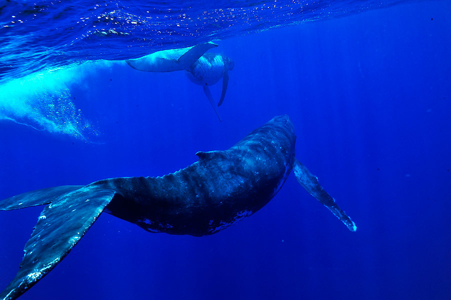 Croisiere Tahiti Baleine 8