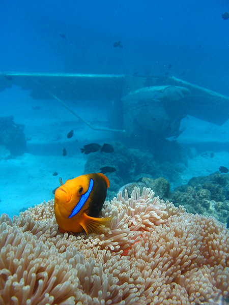 Croisiere Tahiti Plongee Sous Marine