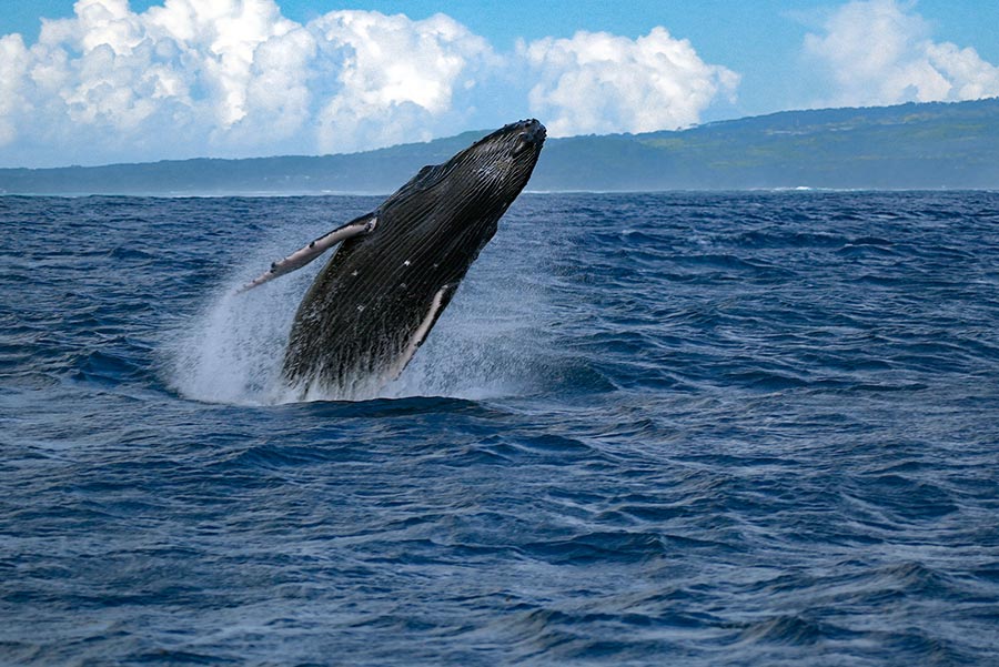Ocean-de-vie-tahiti-baleines-voile-et-plongee